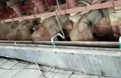 Ding! You have a "Double Twelve" mineral processing welfare to be received